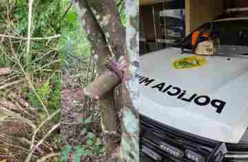 Três Barras – PMPR prende homem por corte de madeira nativa
